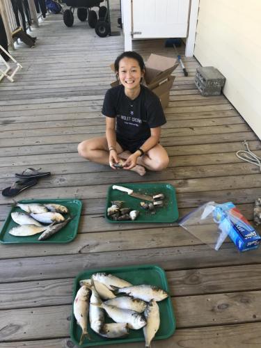 REU chopping bait for crab pots -credit Kinsey Tedford