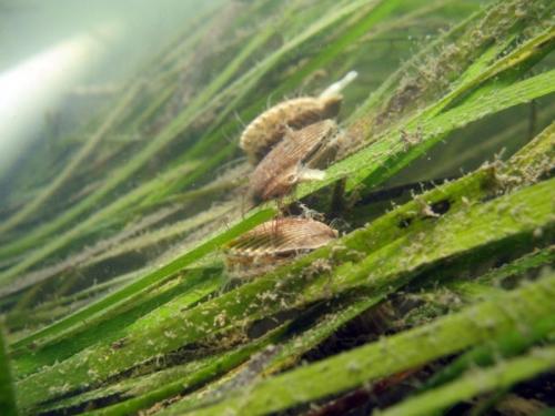 Bivalves on the seagrass